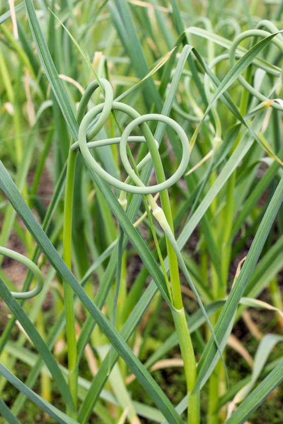 White Bean + Pea Salad with Spring Herb Pistou Happy Hearted Kitchen